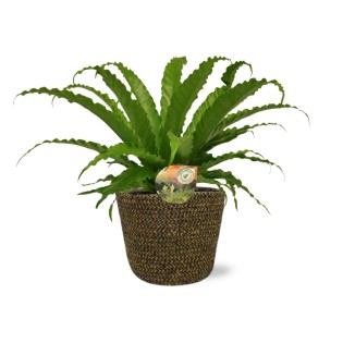 Asplenium Osaka - Ø17Cm - ↕40Cm + Selin Pot D18X16Cm - Black