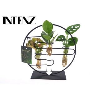 Kamerplanten Intenz Mix In Dubai 2.0 Glas - Ø12Cm - ↕25Cm