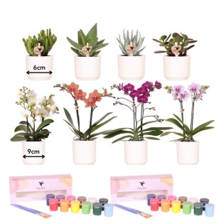 Kolibri Creatives | Paint Kit For Painting 8 Flower Pots + Orchids And Succulents | For At Least 4 People | Creative Visionary