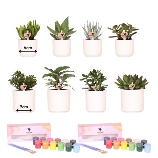 Kolibri Creatives | Paint Kit For Painting 8 Flower Pots + Succulents | For At Least 4 People | Creative Visionary