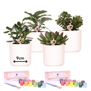 Kolibri Creatives | Paint Kit For Painting 4 Flower Pots + Succulents | For 4 People | Beginner Artist