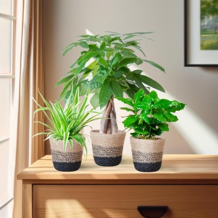 Animal-Friendly Plant Box - Small - With Basket Lisbon Black - Ø12