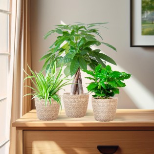 Animal-Friendly Plant Box - Small - With Basket Sofia Natural - Ø12