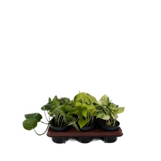 Epipremnum Mix - 6 Pieces - Ø12Cm - ↕15Cm