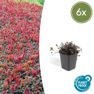 6X Acaena Microphylla 'Kupferteppich' - ↕10-25Cm - Ø9Cm