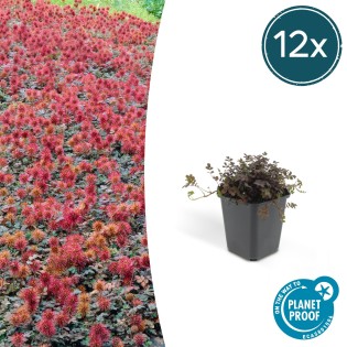 12X Acaena Microphylla 'Kupferteppich' - ↕10-25Cm - Ø9Cm