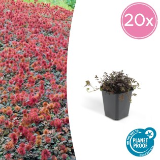 20X  Acaena Microphylla 'Kupferteppich' - ↕10-25Cm - Ø9Cm