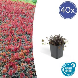 40X Acaena Microphylla 'Kupferteppich' - ↕10-25Cm - Ø9Cm