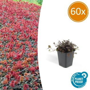 60X Acaena Microphylla 'Kupferteppich' - ↕10-25Cm - Ø9Cm