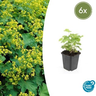6X Alchemilla Mollis - ↕10-25Cm - Ø9Cm