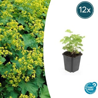 12X Alchemilla Mollis - ↕10-25Cm - Ø9Cm