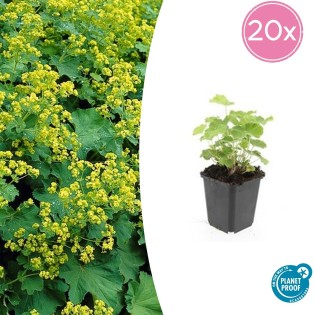 20X Alchemilla Mollis - ↕10-25Cm - Ø9Cm