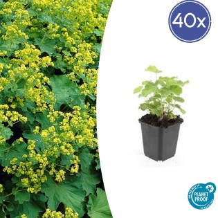 40X Alchemilla Mollis - ↕10-25Cm - Ø9Cm