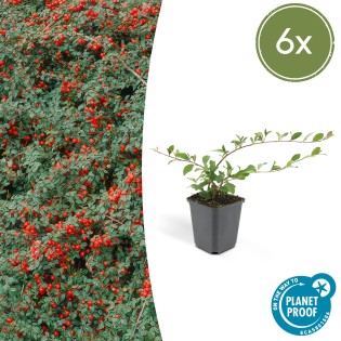 6X Cotoneaster Dam. 'Major' - ↕25Cm - Ø9Cm