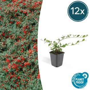 12X Cotoneaster Dam. 'Major' - ↕25Cm - Ø9Cm