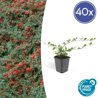 40X Cotoneaster Dam. 'Major' - ↕25Cm - Ø9Cm