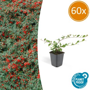 60X Cotoneaster Dam. 'Major' - ↕25Cm - Ø9Cm