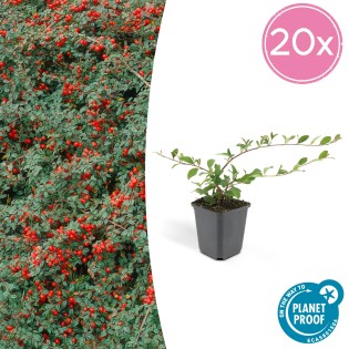 20X Cotoneaster Dammeri - ↕10-25Cm - Ø9Cm