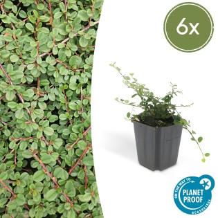 6X Cotoneaster Pr. 'Queen Of Carpets' - ↕10-25Cm - Ø9Cm