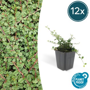 12X Cotoneaster Pr. 'Queen Of Carpets' - ↕10-25Cm - Ø9Cm