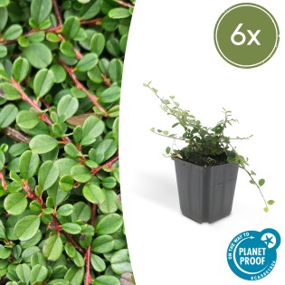 6X Cotoneaster Pr. 'Streib's Findling' - ↕10-25Cm - Ø9Cm