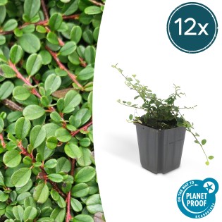 12X Cotoneaster Pr. 'Streib's Findling' - ↕10-25Cm - Ø9Cm