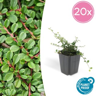 20X Cotoneaster Pr. 'Streib's Findling' - ↕10-25Cm - Ø9Cm
