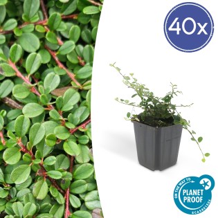 40X Cotoneaster Pr. 'Streib's Findling' - ↕10-25Cm - Ø9Cm