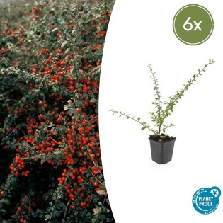 6X Cotoneaster Suec. 'Coral Beauty' - ↕10-25Cm - Ø9Cm