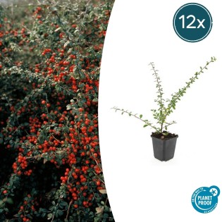 12X Cotoneaster Suec. 'Coral Beauty' - ↕10-25Cm - Ø9Cm