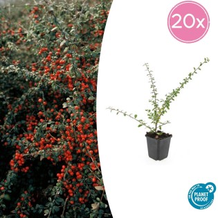 20X Cotoneaster Suec. 'Coral Beauty' - ↕10-25Cm - Ø9Cm