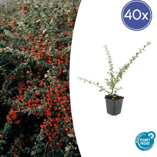 40X Cotoneaster Suec. 'Coral Beauty' - ↕10-25Cm - Ø9Cm