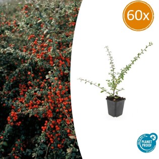 60X Cotoneaster Suec. 'Coral Beauty' - ↕10-25Cm - Ø9Cm