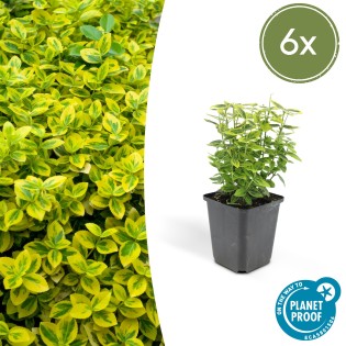 6X Euonymus Fort. 'Emerald 'N Gold’ - ↕10-25Cm - Ø9Cm