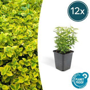 12X Euonymus Fort. 'Emerald 'N Gold’ - ↕10-25Cm - Ø9Cm