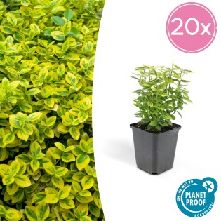 20X Euonymus Fort. 'Emerald 'N Gold’ - ↕10-25Cm - Ø9Cm