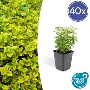 40X Euonymus Fort. 'Emerald 'N Gold’ - ↕10-25Cm - Ø9Cm