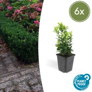 6X Euonymus Jap. Green Spire - ↕10-25Cm - Ø9Cm