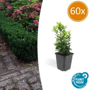 60X Euonymus Jap. Green Spire - ↕10-25Cm - Ø9Cm