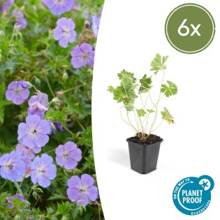 6X Geranium Rozanne - ↕10-25Cm - Ø9Cm