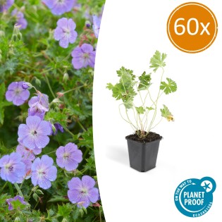 60X Geranium Rozanne - ↕10-25Cm - Ø9Cm