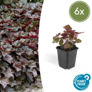 6X Heuchera Mic. 'Palace Purple' - ↕10-25Cm - Ø9Cm