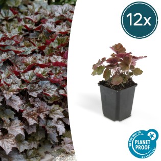12X Heuchera Mic. 'Palace Purple' - ↕10-25Cm - Ø9Cm