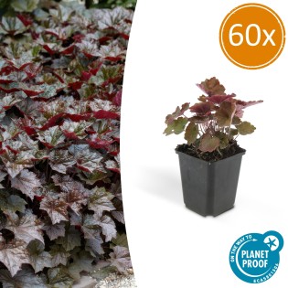 60X Heuchera Mic. 'Palace Purple' - ↕10-25Cm - Ø9Cm