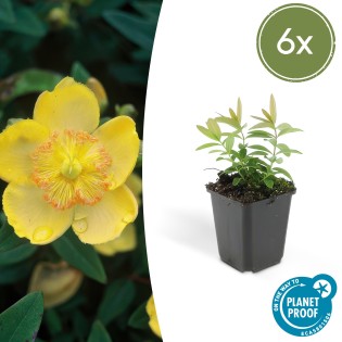 6X Hypericum Calycinum - ↕10-25Cm - Ø9Cm