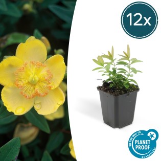 12X Hypericum Calycinum - ↕10-25Cm - Ø9Cm