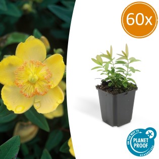 60X Hypericum Calycinum - ↕10-25Cm - Ø9Cm