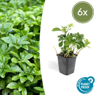 6X Pachysandra Term. 'Green Carpet' - ↕10-25Cm - Ø9Cm
