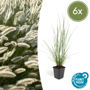 6X Pennisetum Alopecuroides 'Hameln' - ↕10-25Cm - Ø9Cm