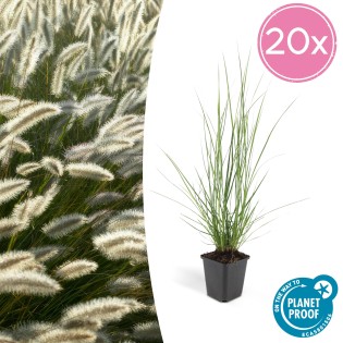 20X Pennisetum Alopecuroides 'Hameln' - ↕10-25Cm - Ø9Cm